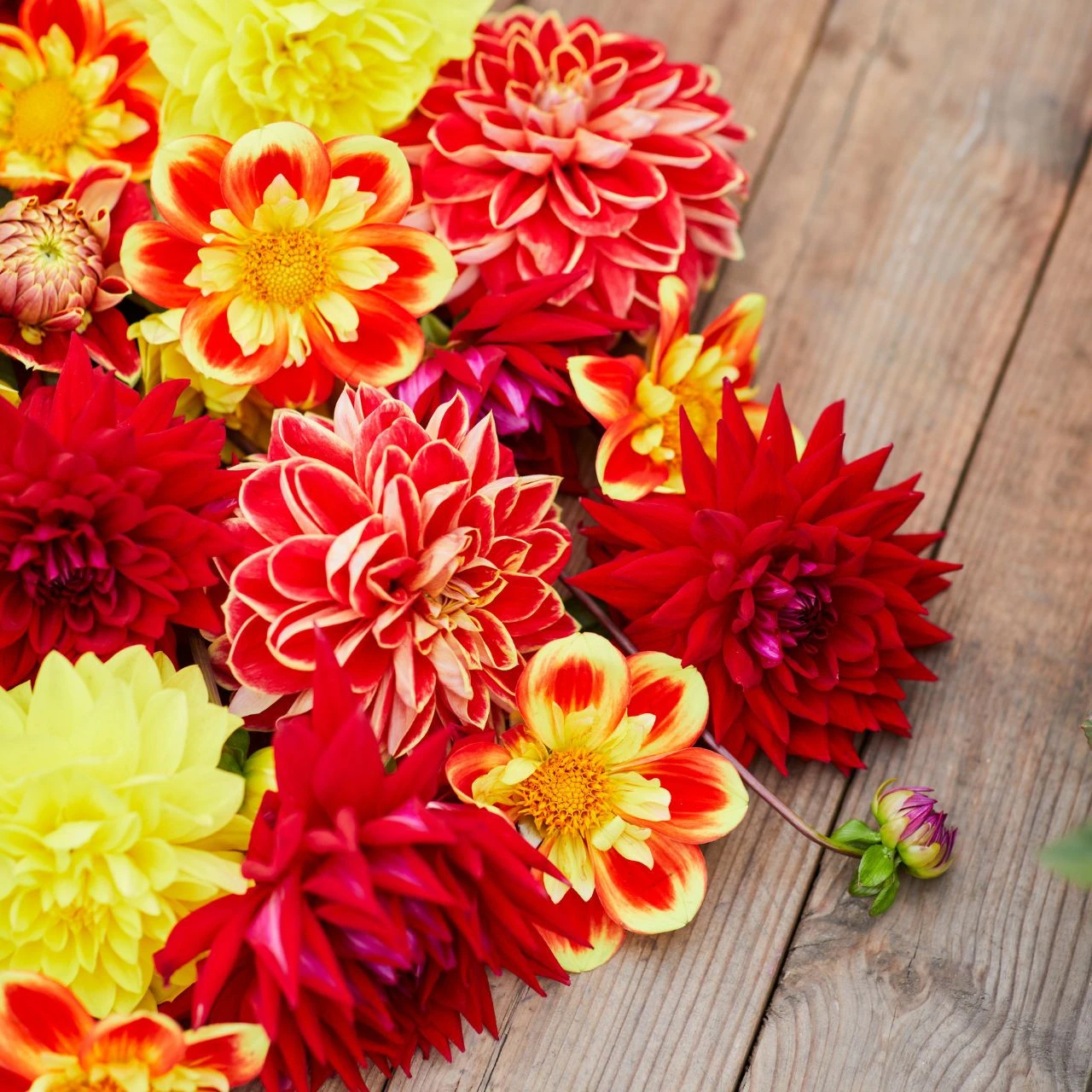 Dahlia Assorted Red Fox Collection - Image 2