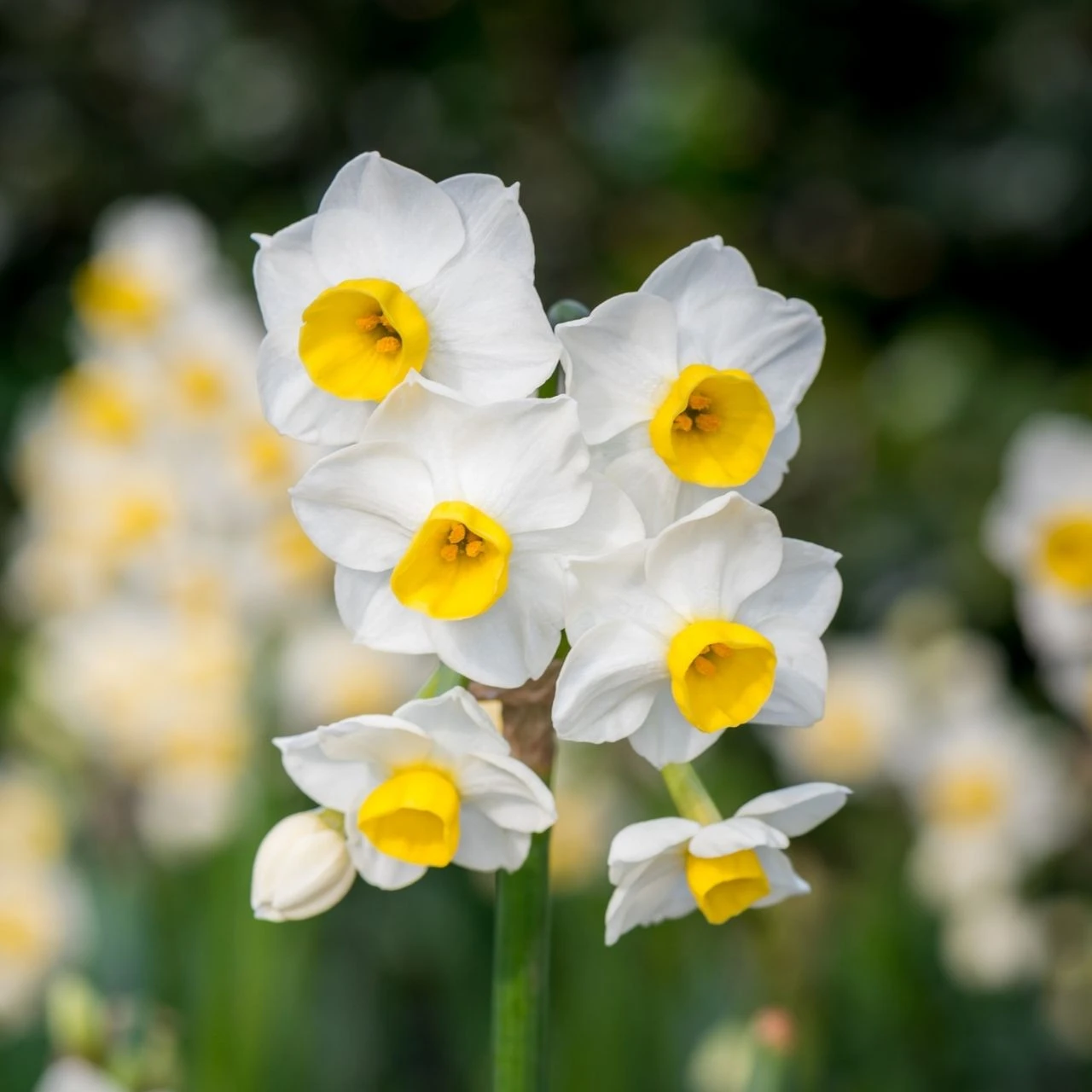 Daffodil Tazetta Avalanche