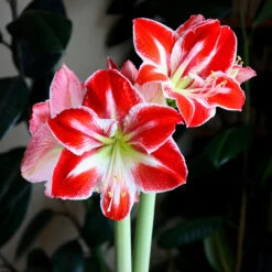 Amaryllis Single Spartacus
