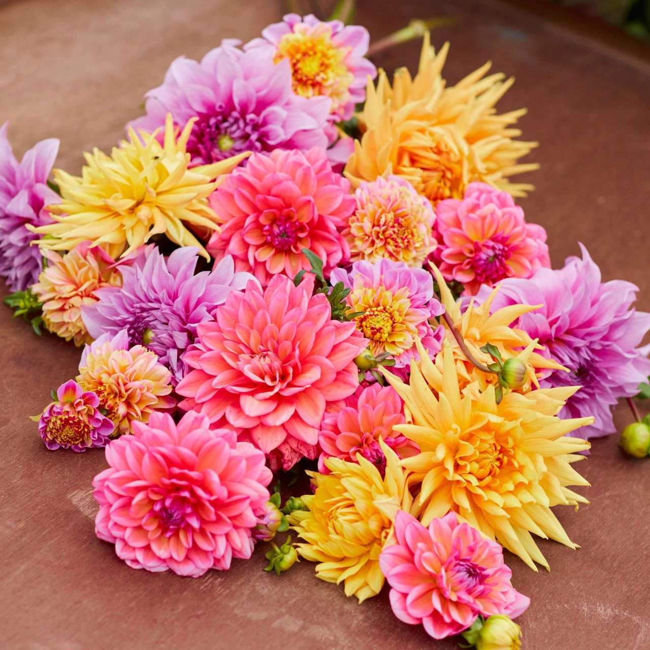 Dahlia Assorted Fiesta Collection - Image 2