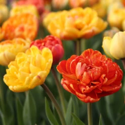 Tulip Double Late Yellow Pomponette & Sun Lover
