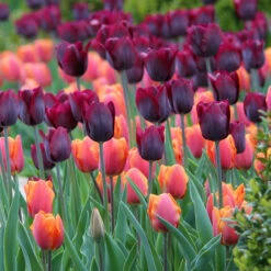 Tulip Triumph Jimmy & Ronaldo