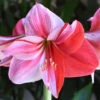 Amaryllis Single Gervase