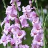 Gladiolus Large Flowering Zamora