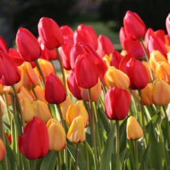Tulip Darwin Hybrid Red Impession & Blushing Apeldoorn