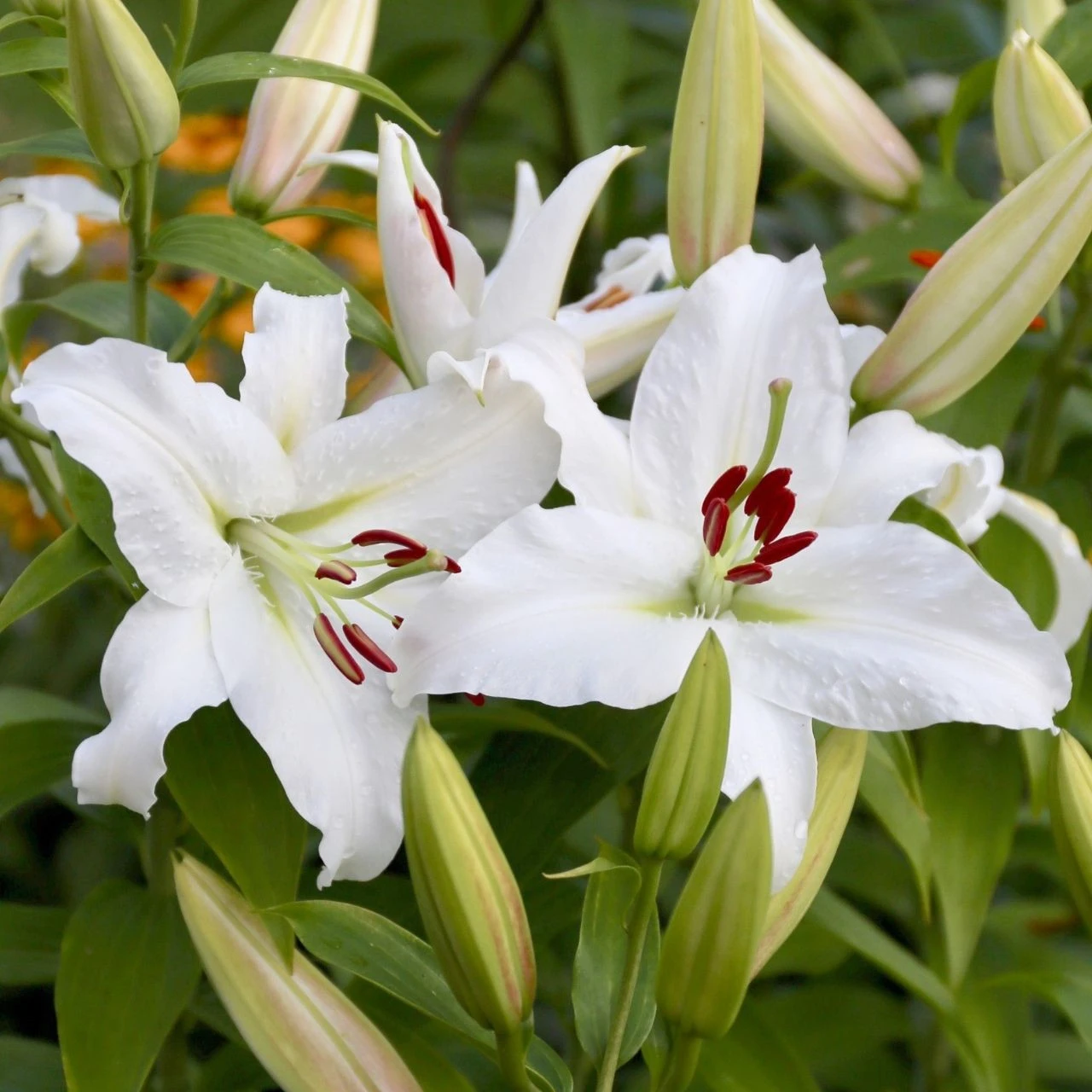 Lily Oriental Casa Blanca