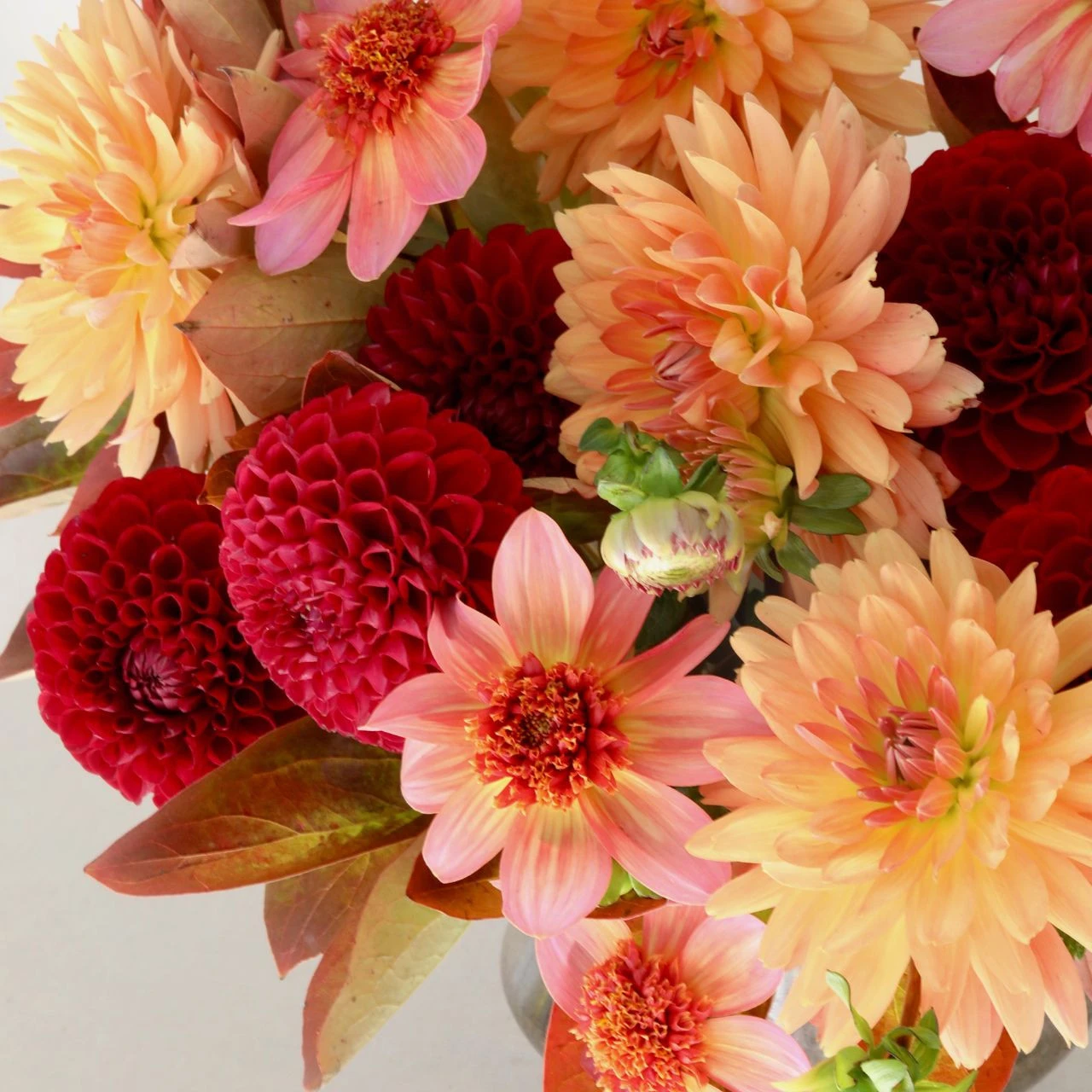 Dahlia Assorted Flirty Fleurs Marrakesh Collection - Image 3