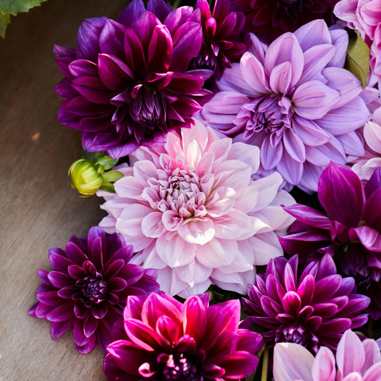 Dahlia Dinnerplate Berry Spritz Collection - Image 2