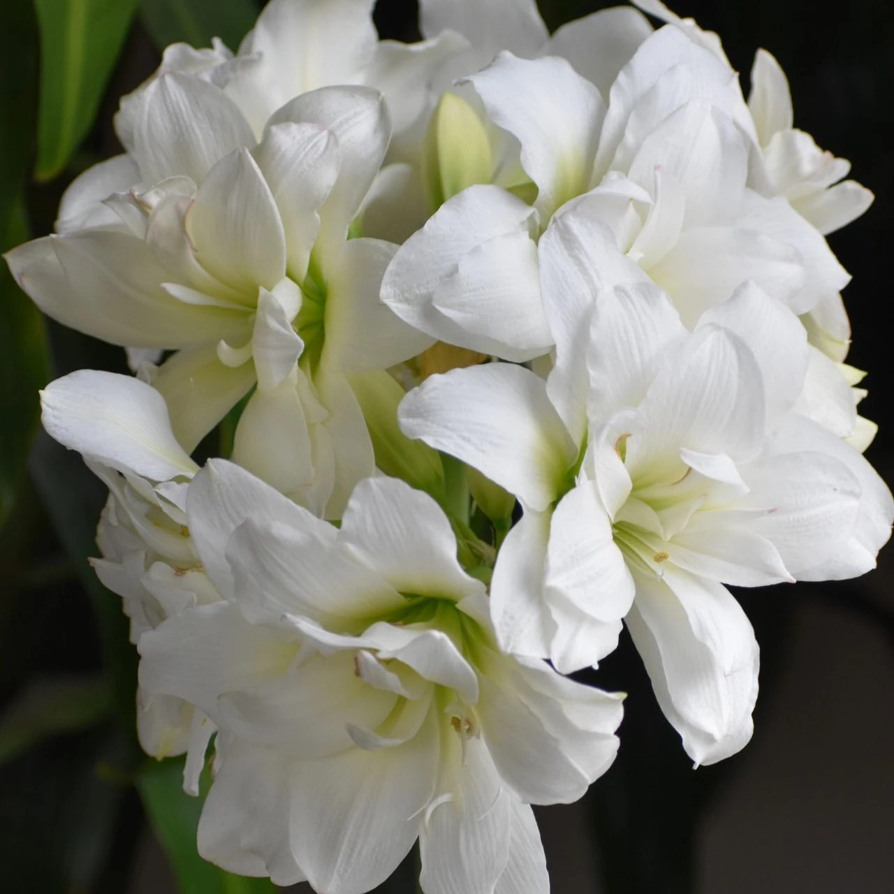 Amaryllis Double Alaska - Image 3