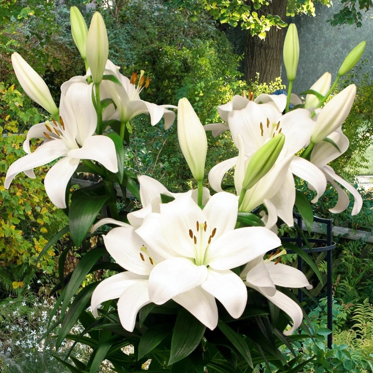 Lily Asiatic Kent - Image 2