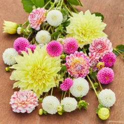 Dahlia Assorted Pink Lemonade Collection