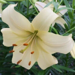 Lily Asiatic Pearl White