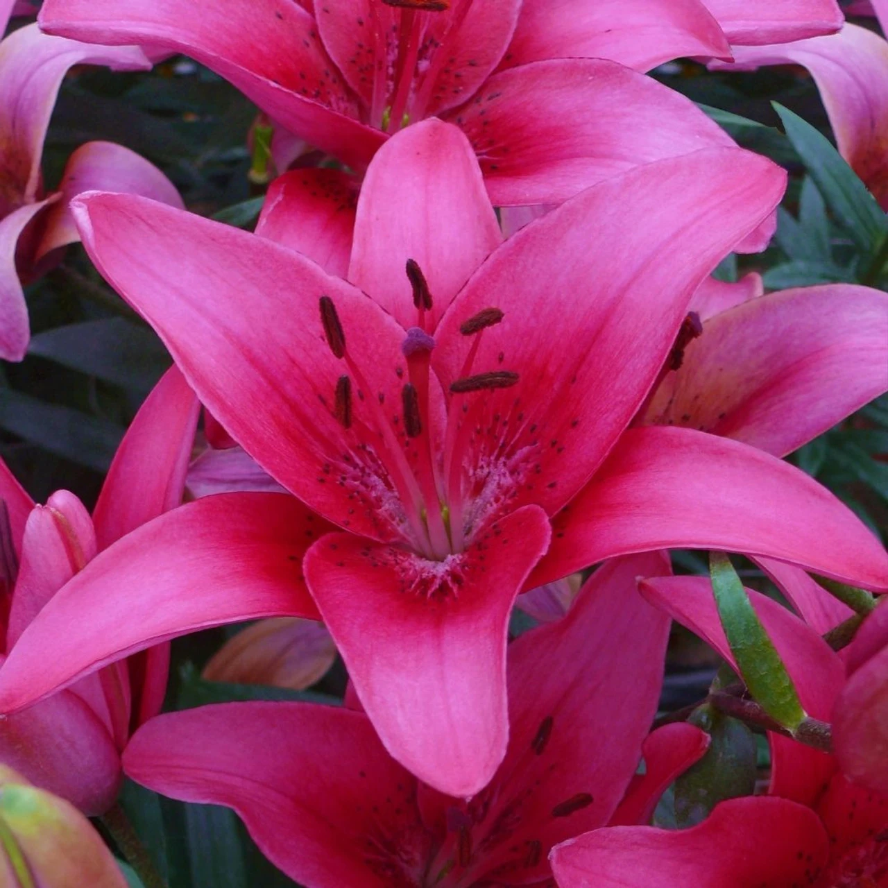 Lily Asiatic Pink County