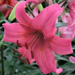 Lily Asiatic Pink Flight