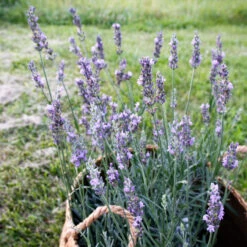 Lavandula Sensational!