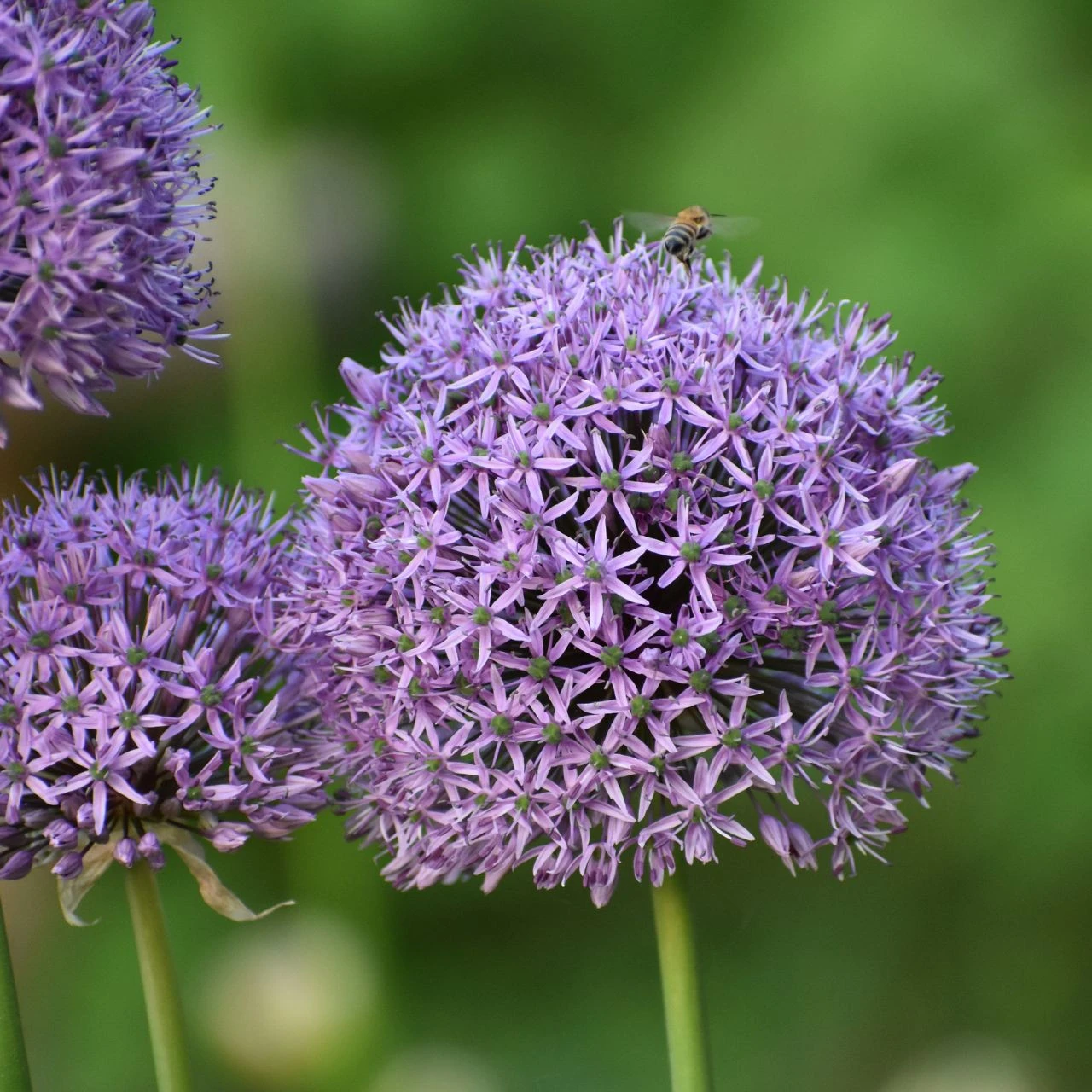 Allium Giant Gladiator - Bulk Offer - Image 3