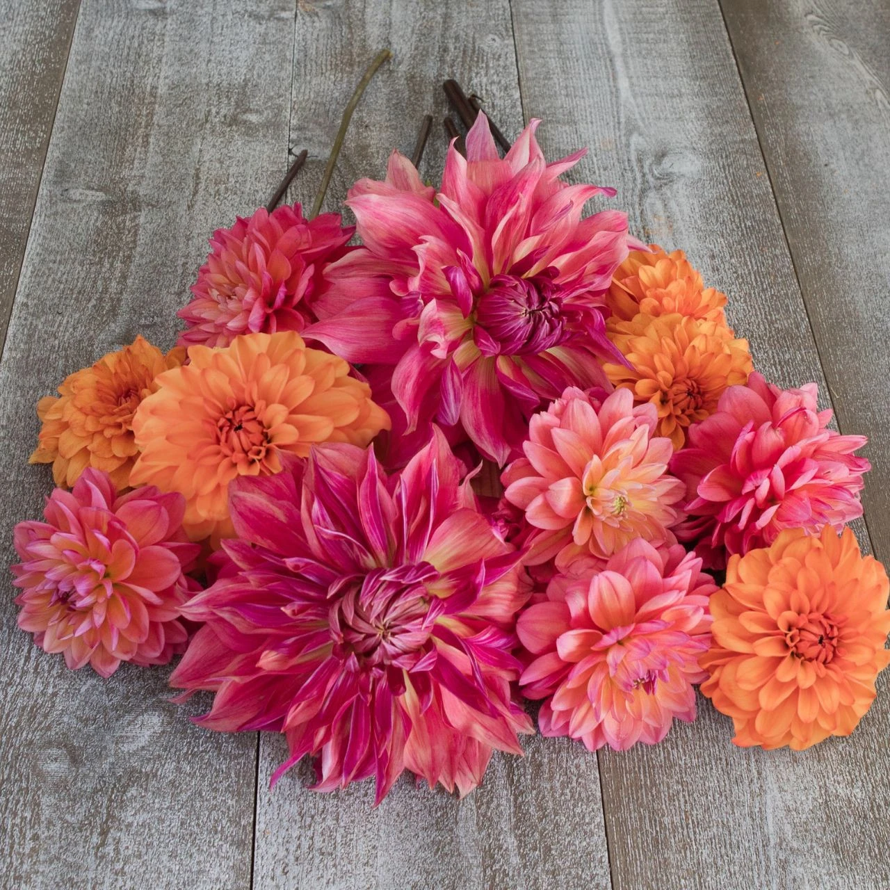 Dahlia Assorted Honey Rose Collection - Image 2