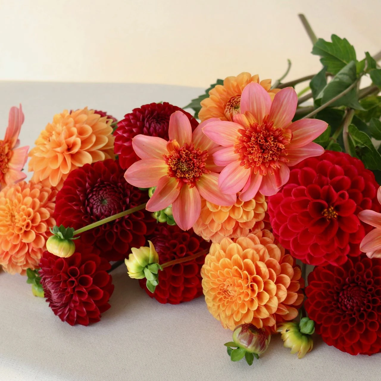 Dahlia Assorted Flirty Fleurs Marrakesh Collection - Image 2