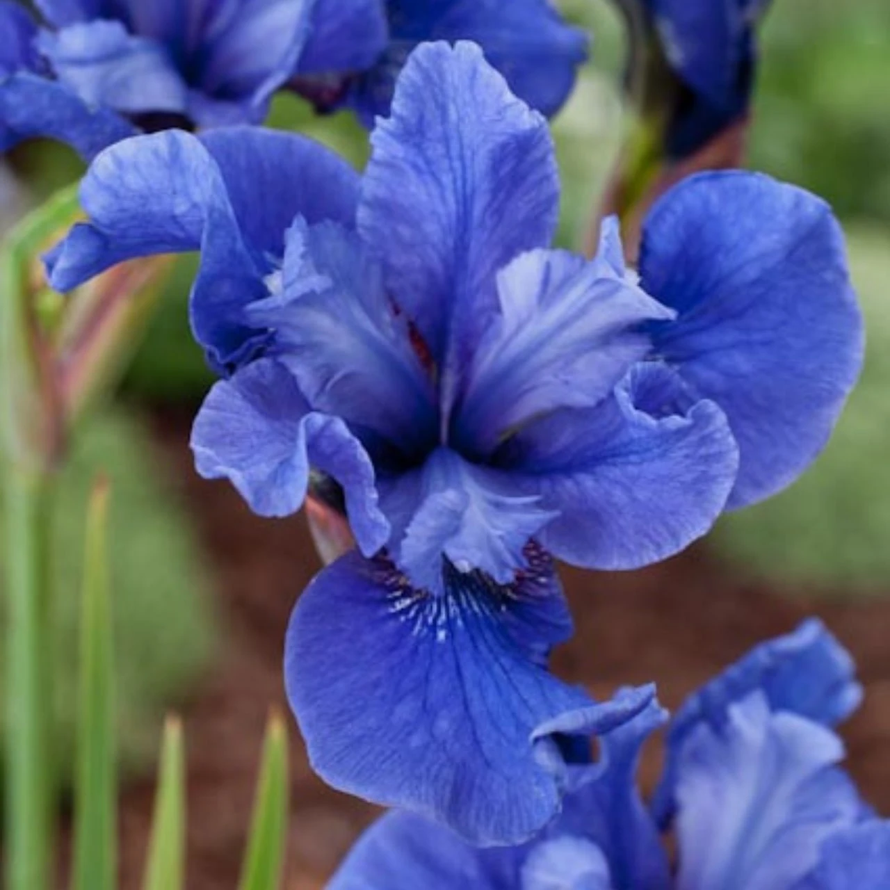 Iris Siberica Côte D’Azur