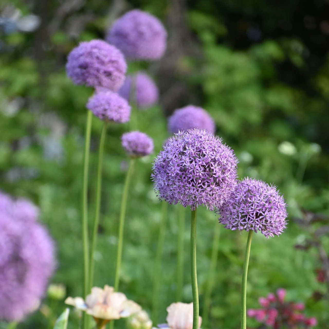 Allium Giant Gladiator - Bulk Offer - Image 2