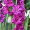 Gladiolus Large Flowering Sugar Plum