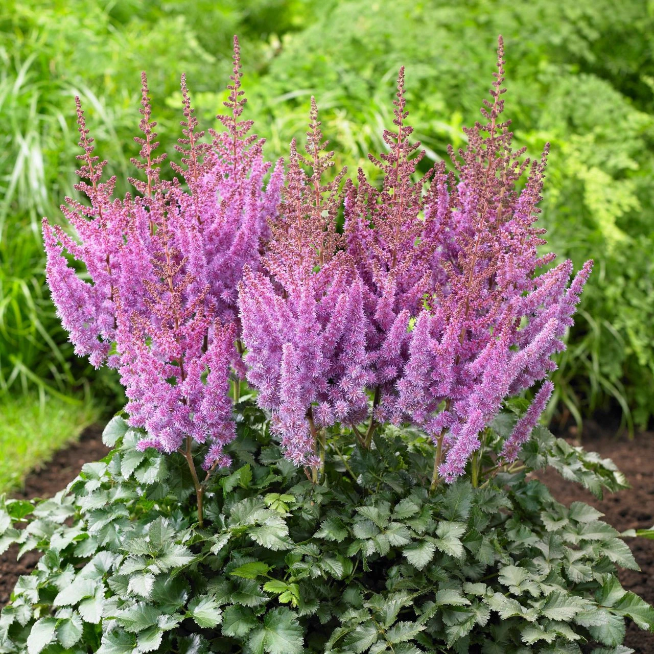 Astilbe Chinensis Purple Rain - Image 2