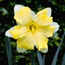 Daffodil Split Corona Cassata