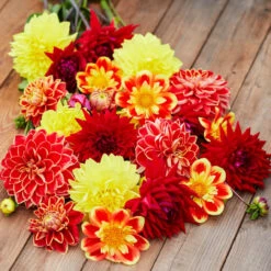 Dahlia Assorted Red Fox Collection