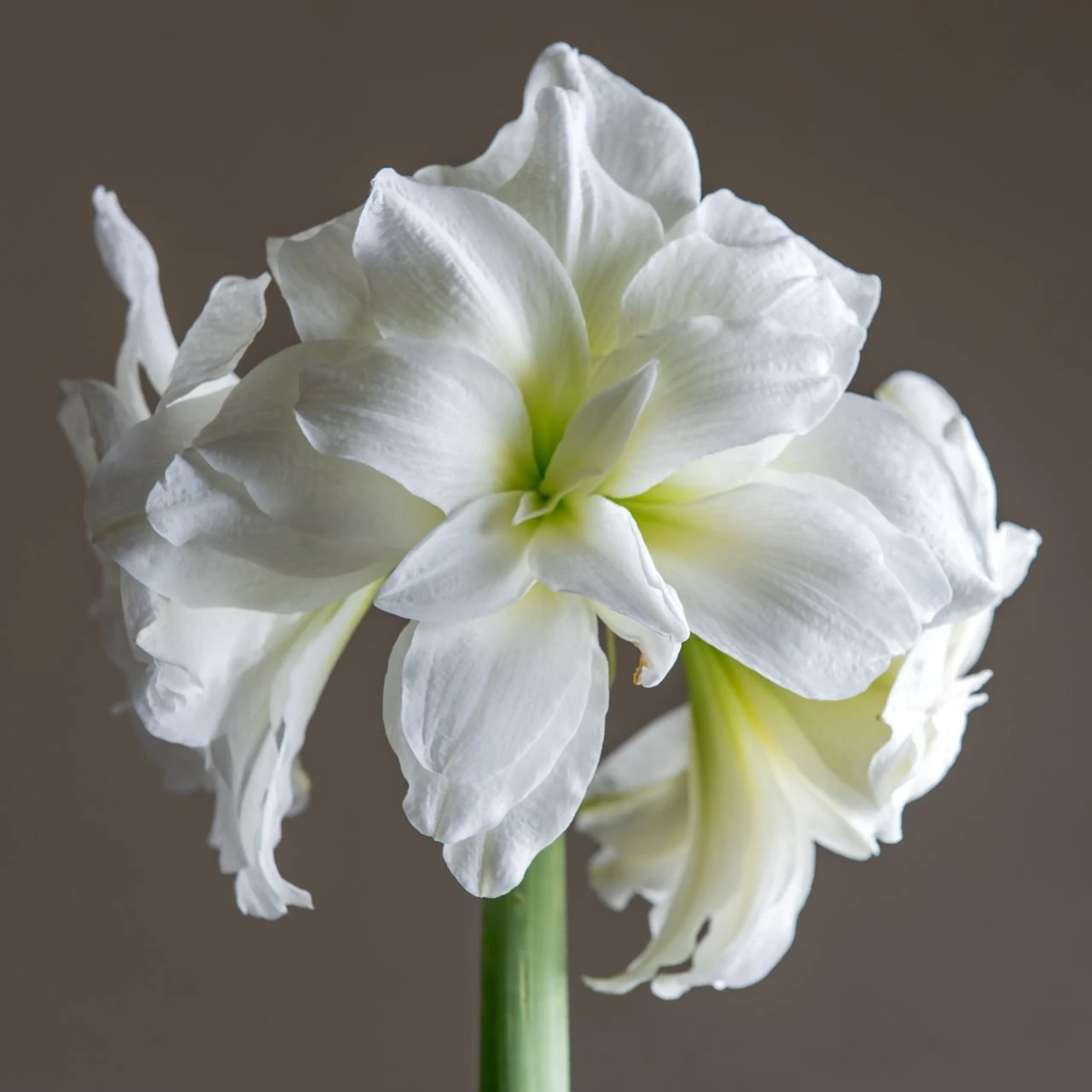 Amaryllis Double Alaska - Image 2
