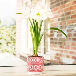 Amaryllis With Geometric Ceramic Pot Growing Kit