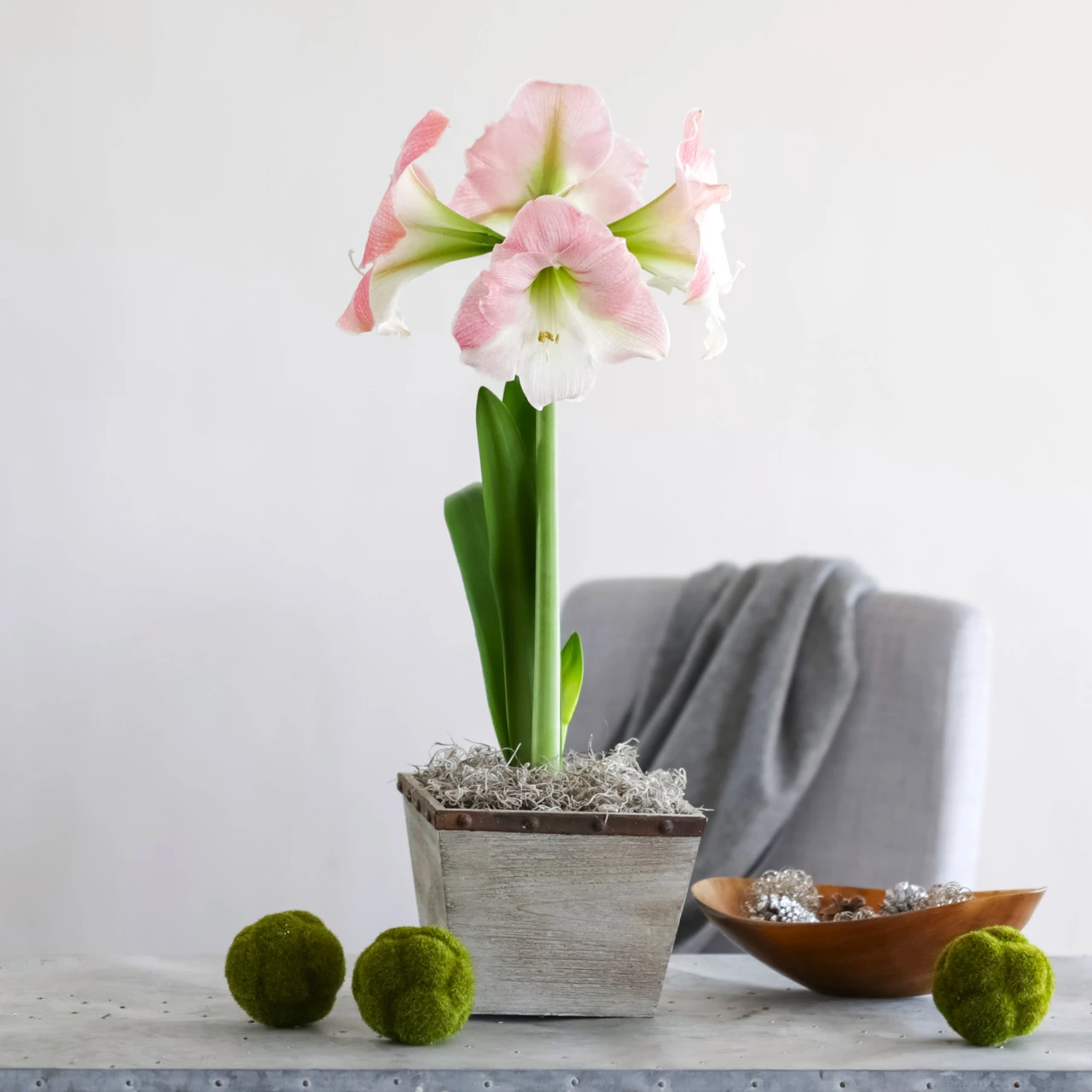 Amaryllis With Weathered Wood Pot Growing Kit - Image 3
