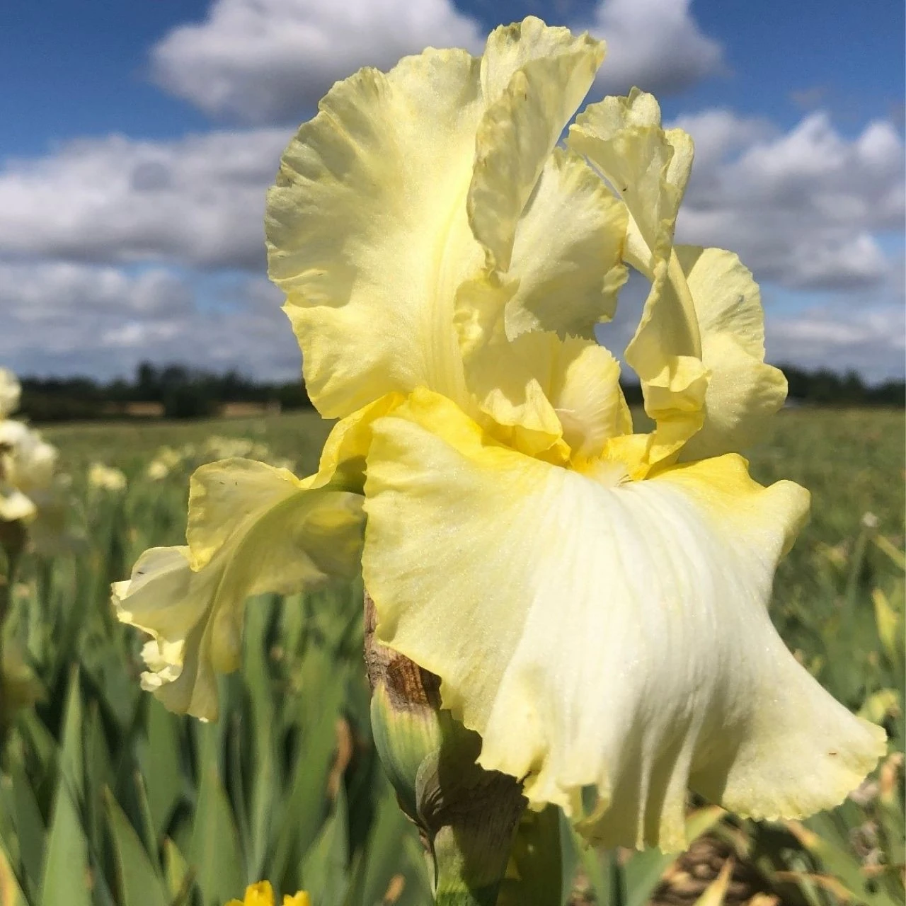 Bearded Iris Total Recall