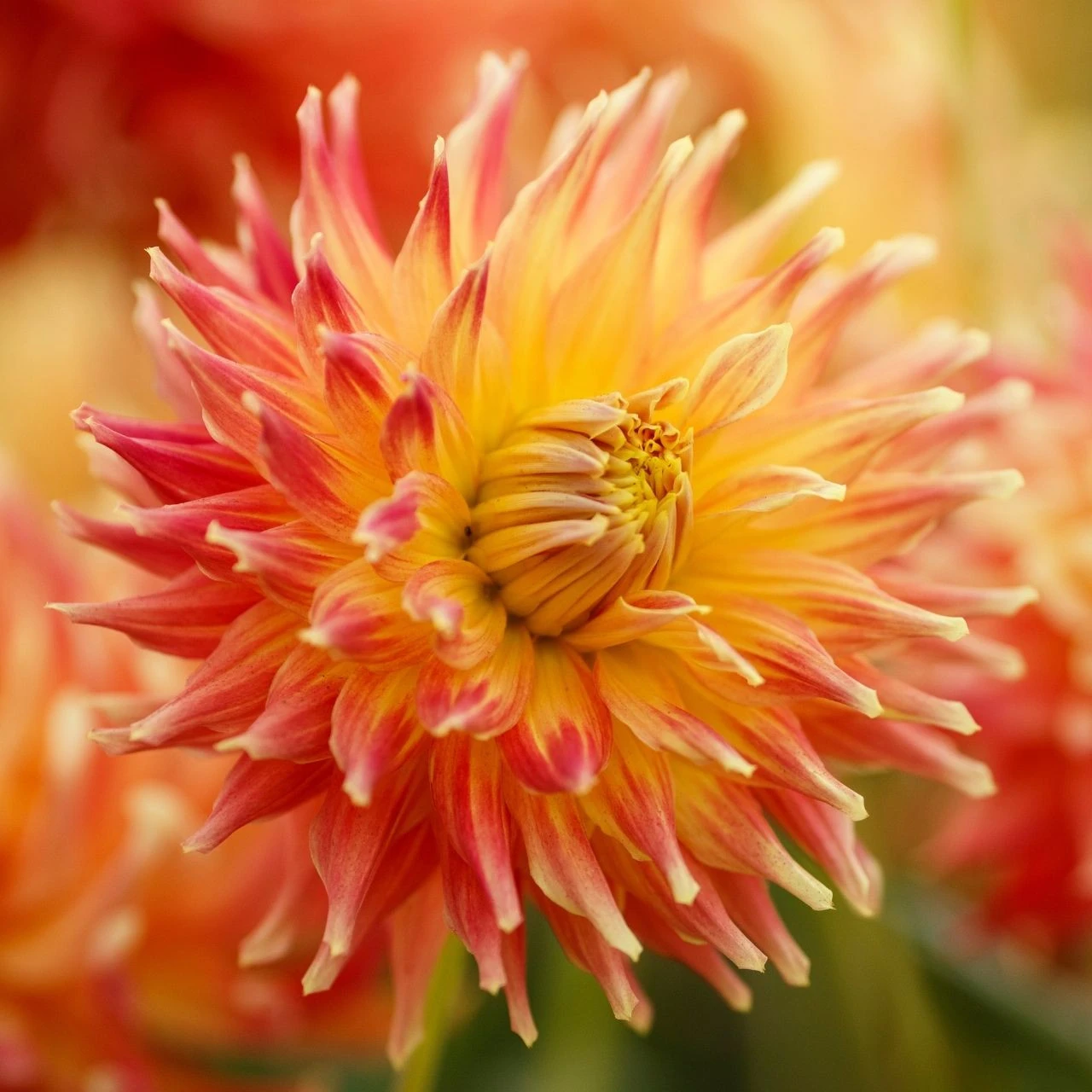 Dahlia Dinnerplate Fired Up - Image 2