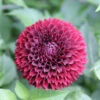 Dahlia Ball Jowey Mirella