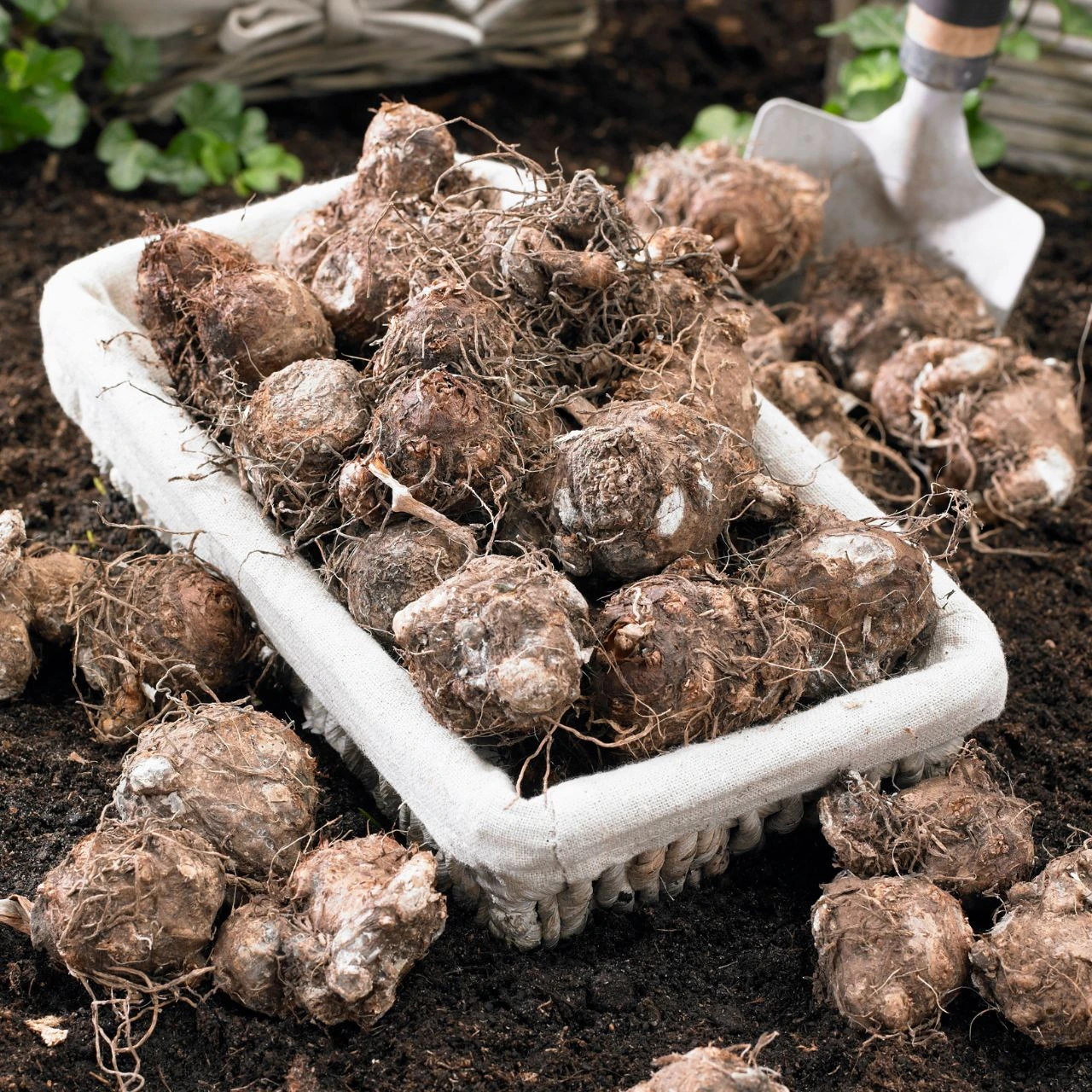 Caladium Fancy White Christmas - Image 5