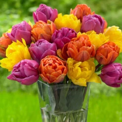Tulip Double Late Pippa Mix