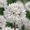 Allium Amplectens Graceful