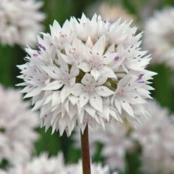 Allium Amplectens Graceful