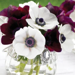 Anemone De Caen Black Eye & Bordeaux