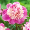 Peony Lactiflora Lady Liberty