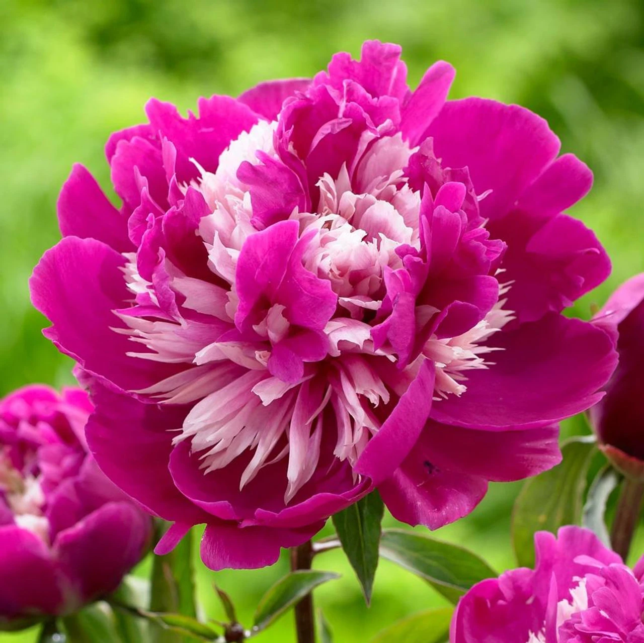 Peony Lactiflora Celebrity