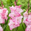 Gladiolus Large Flowering My Love