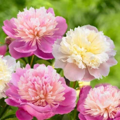 Peony Lactiflora Lady Alexandra Duff & Sorbet