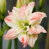 Amaryllis Double Aphrodite