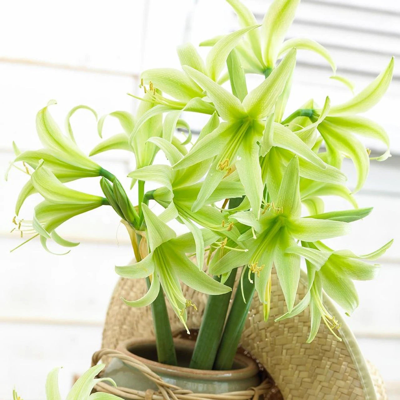 Amaryllis Single Evergreen - Image 3