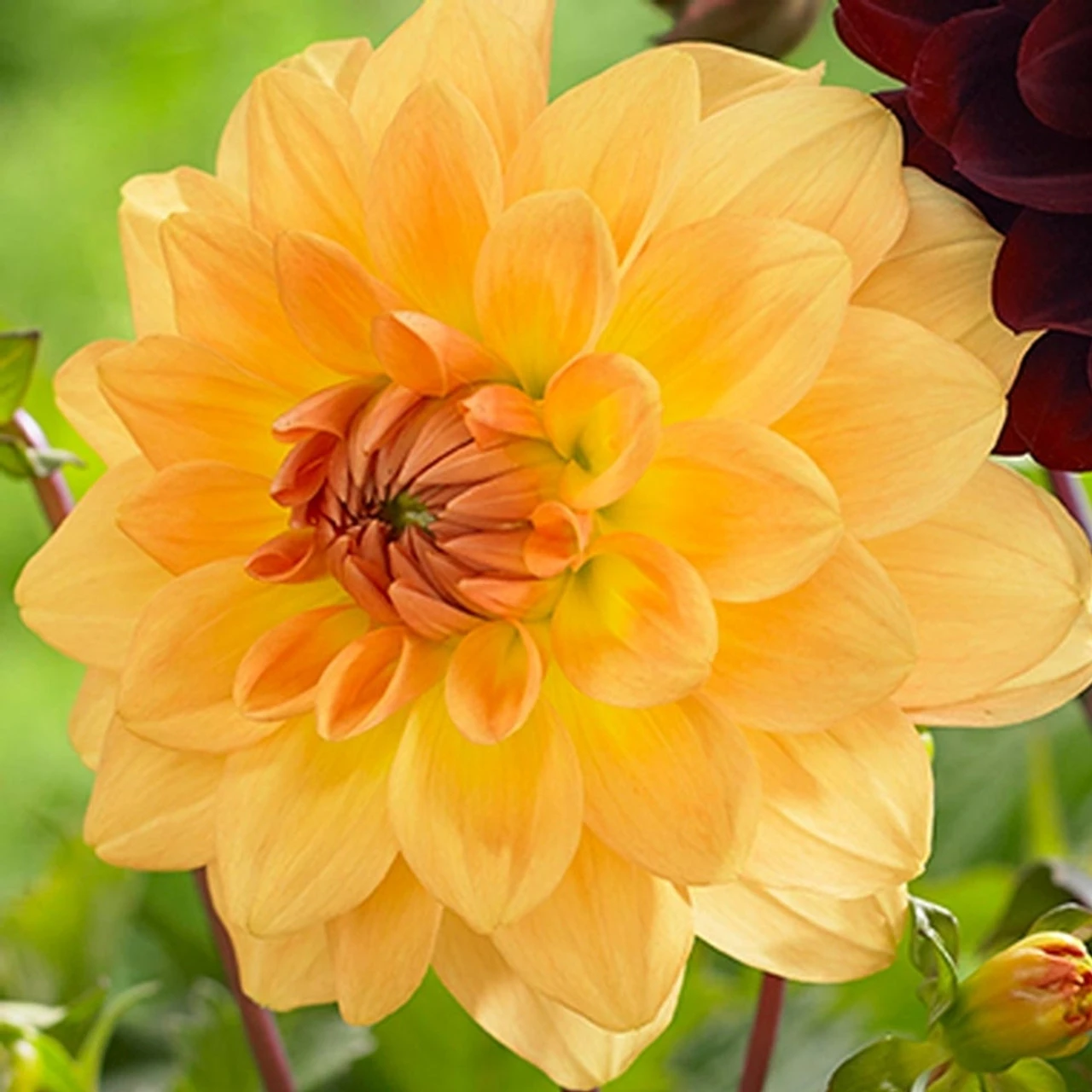 Dahlia Decorative Karma Gold