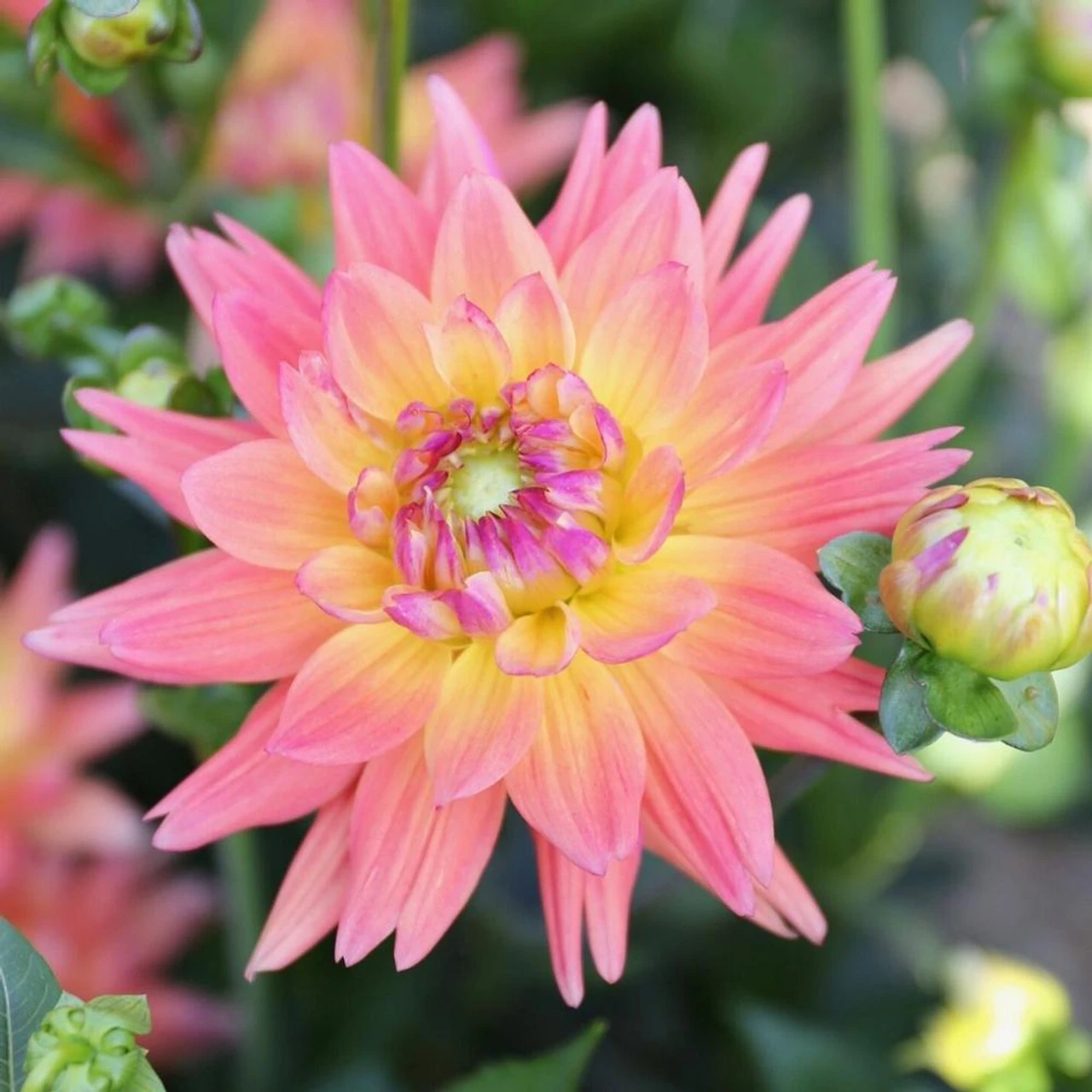 Dahlia Cactus Karma Corona