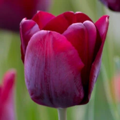 Tulip Triumph Ronaldo