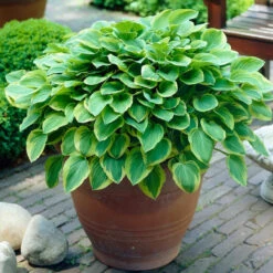 Hosta Medium Leaf Golden Tiara