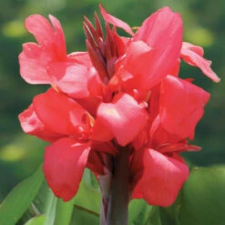 Canna Short Pink Magic